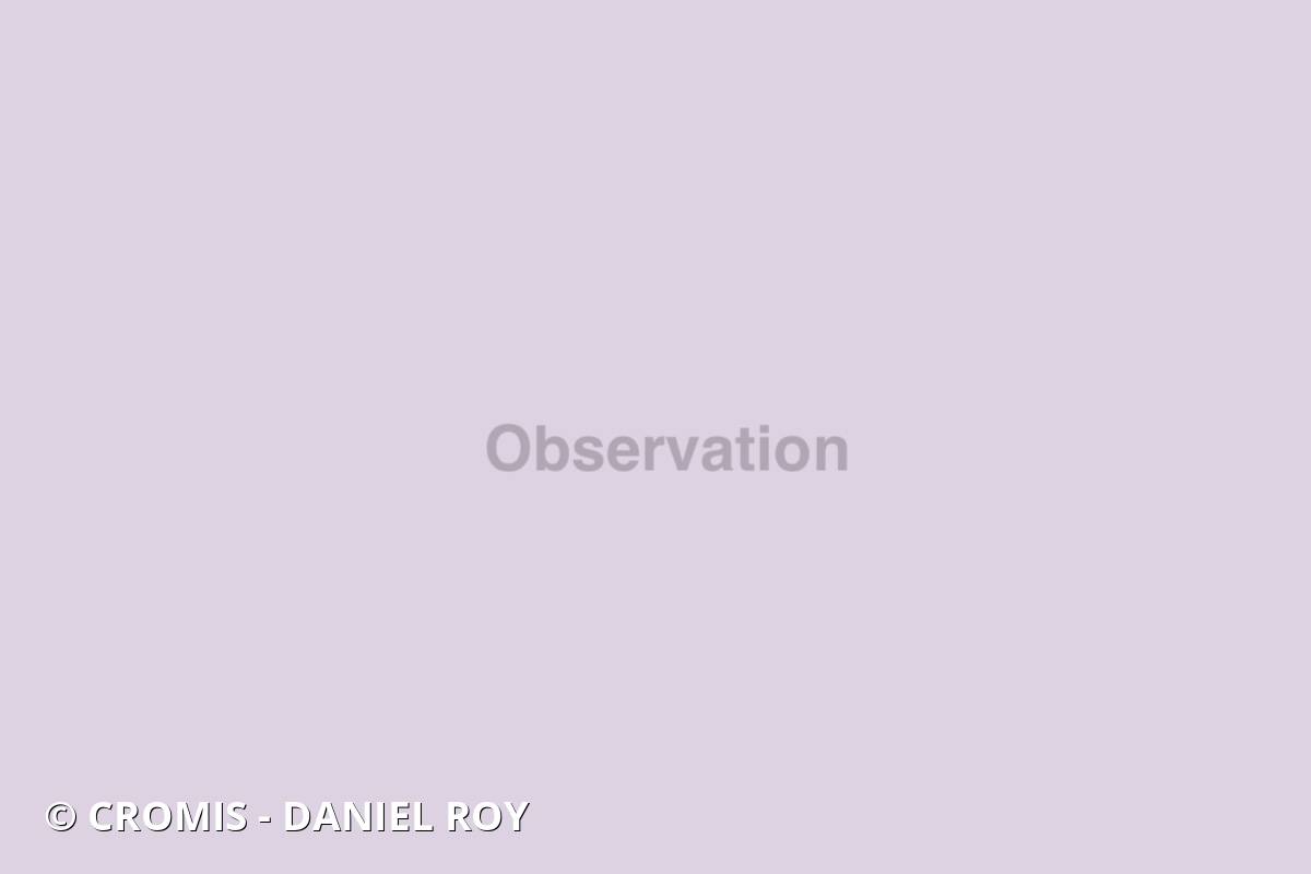 Mérou brun