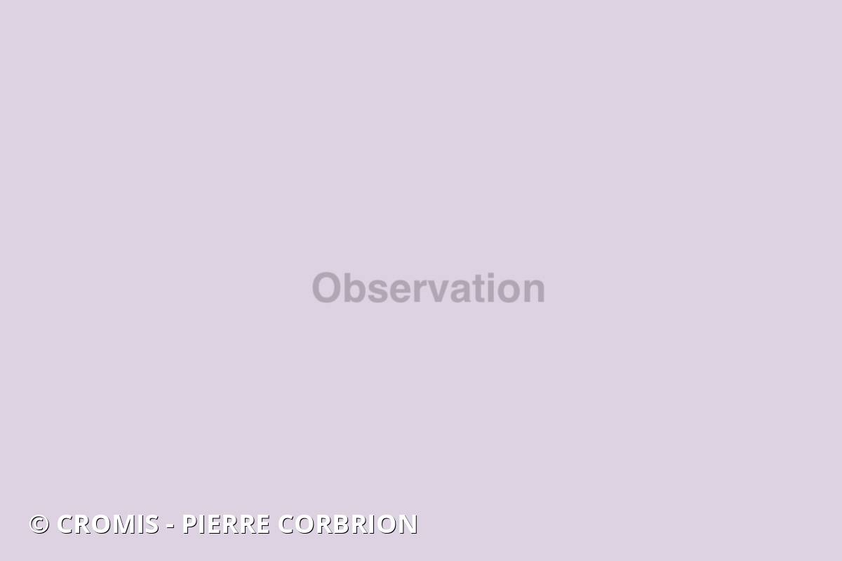 Petites cornes de cerf