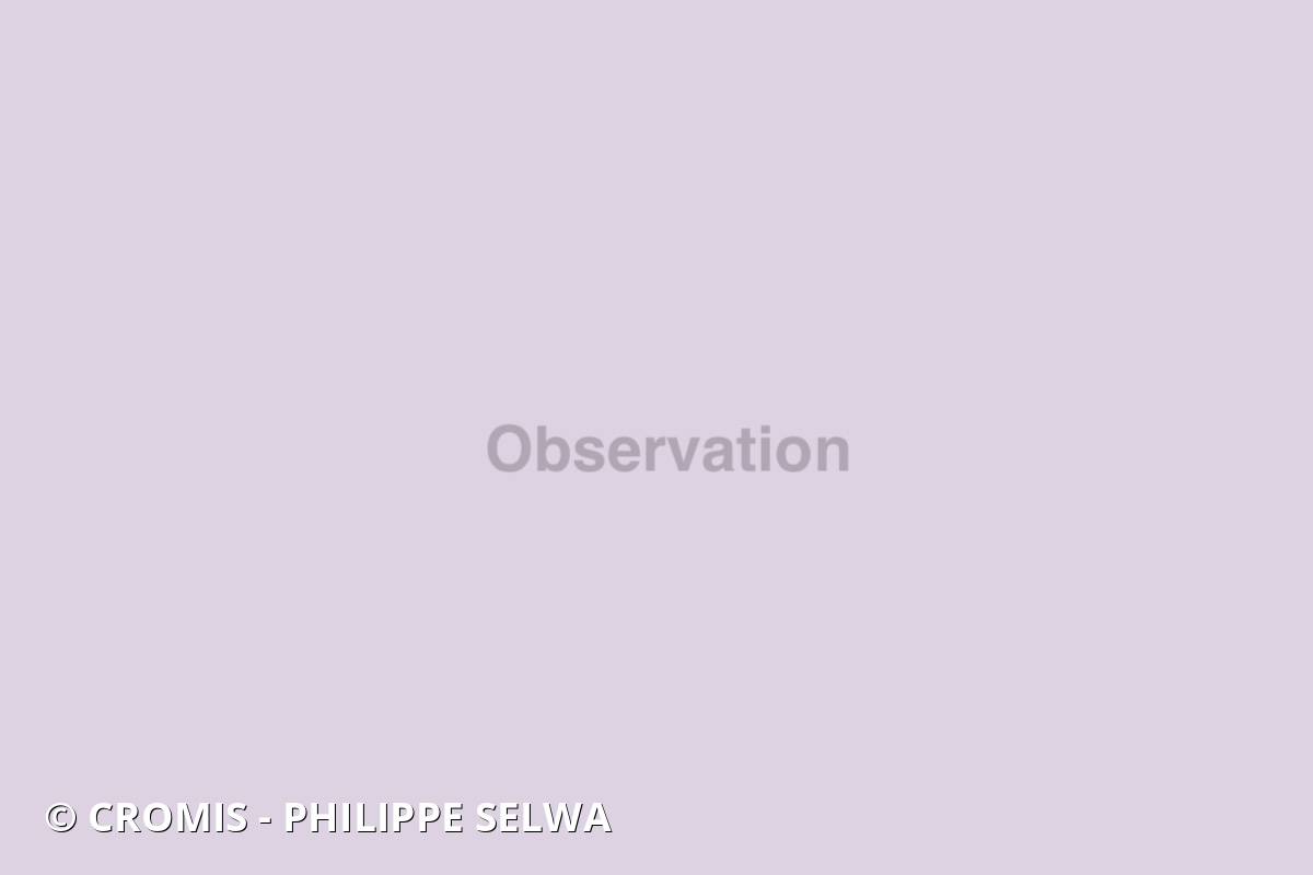 Obélie géniculée
