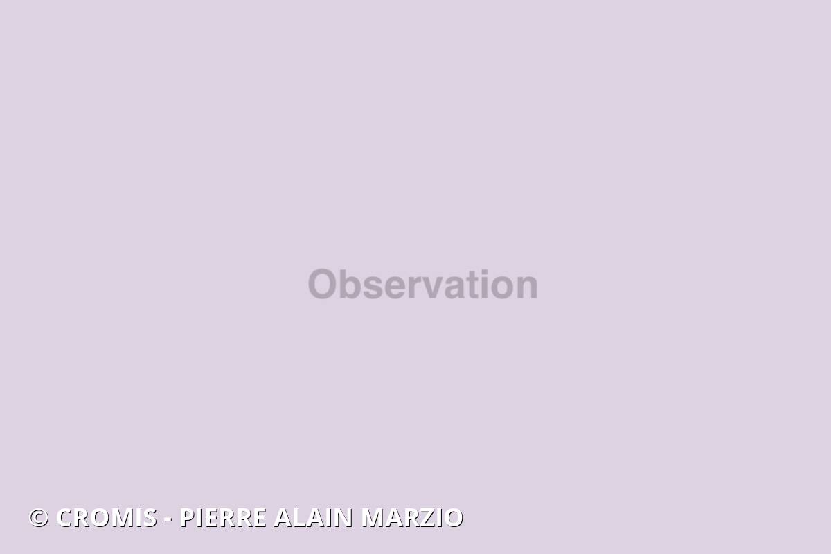 Ophiure lisse
