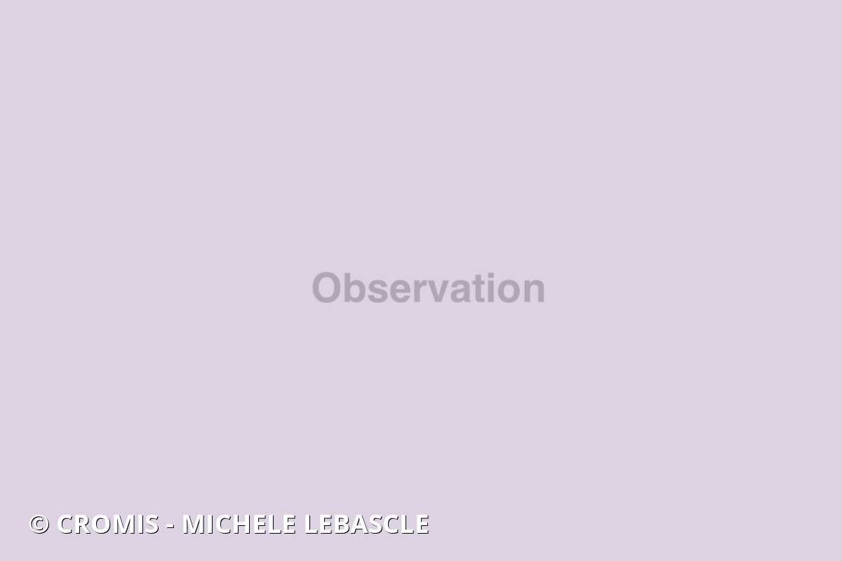 Corail noir de Méditerranée