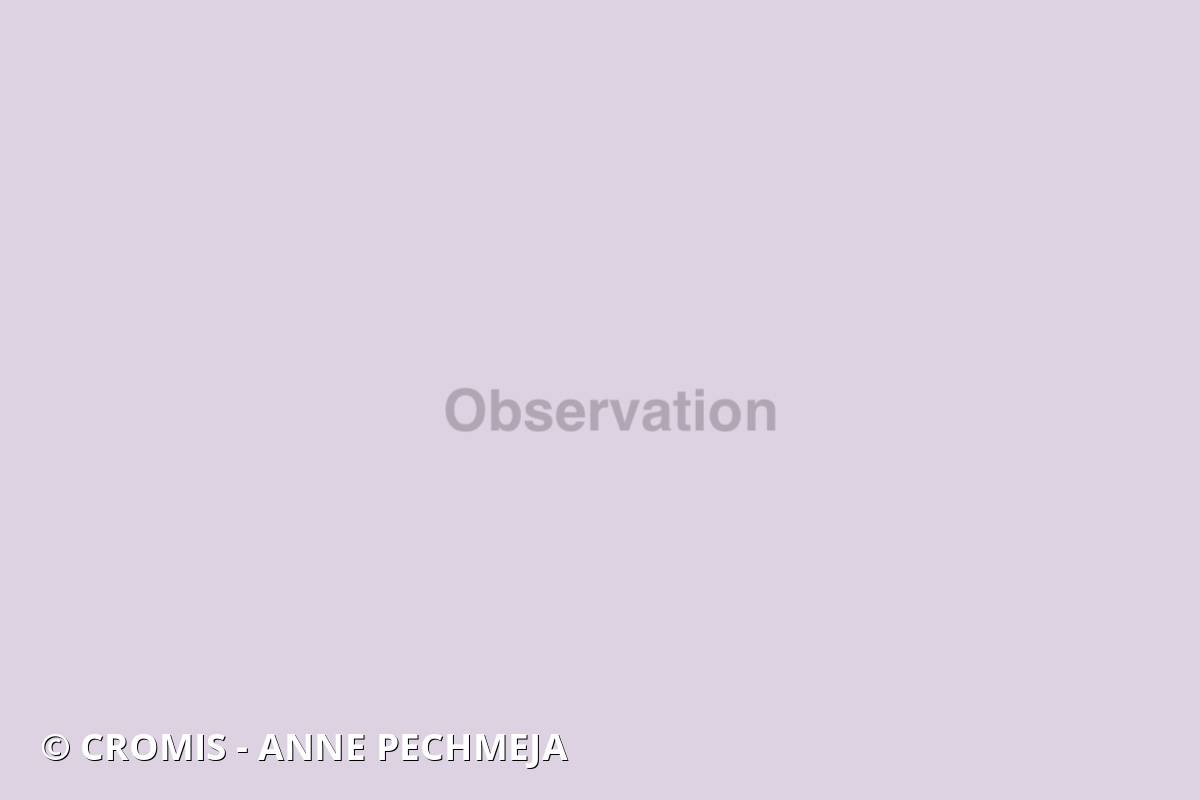 Fesse d'éléphant