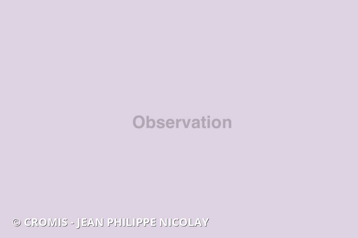 Corail fleur épineux
