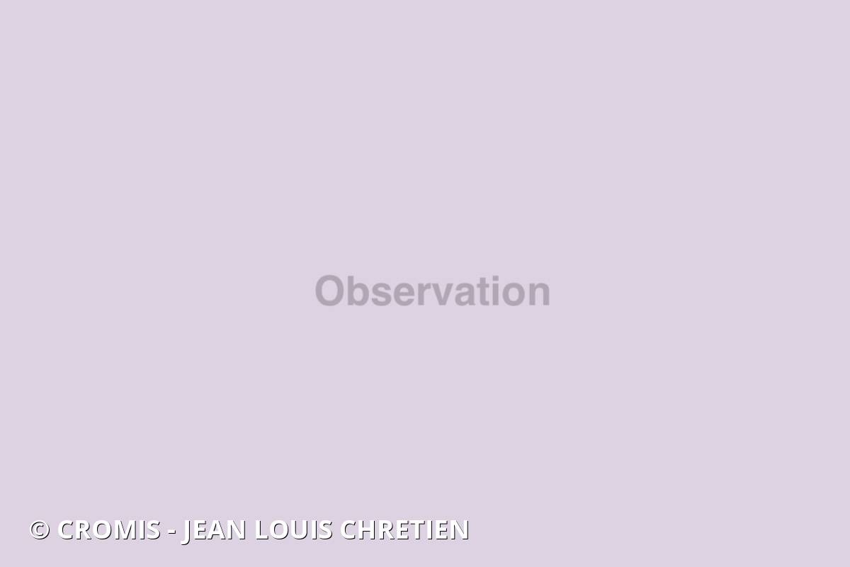 Poisson-papillon ocellé