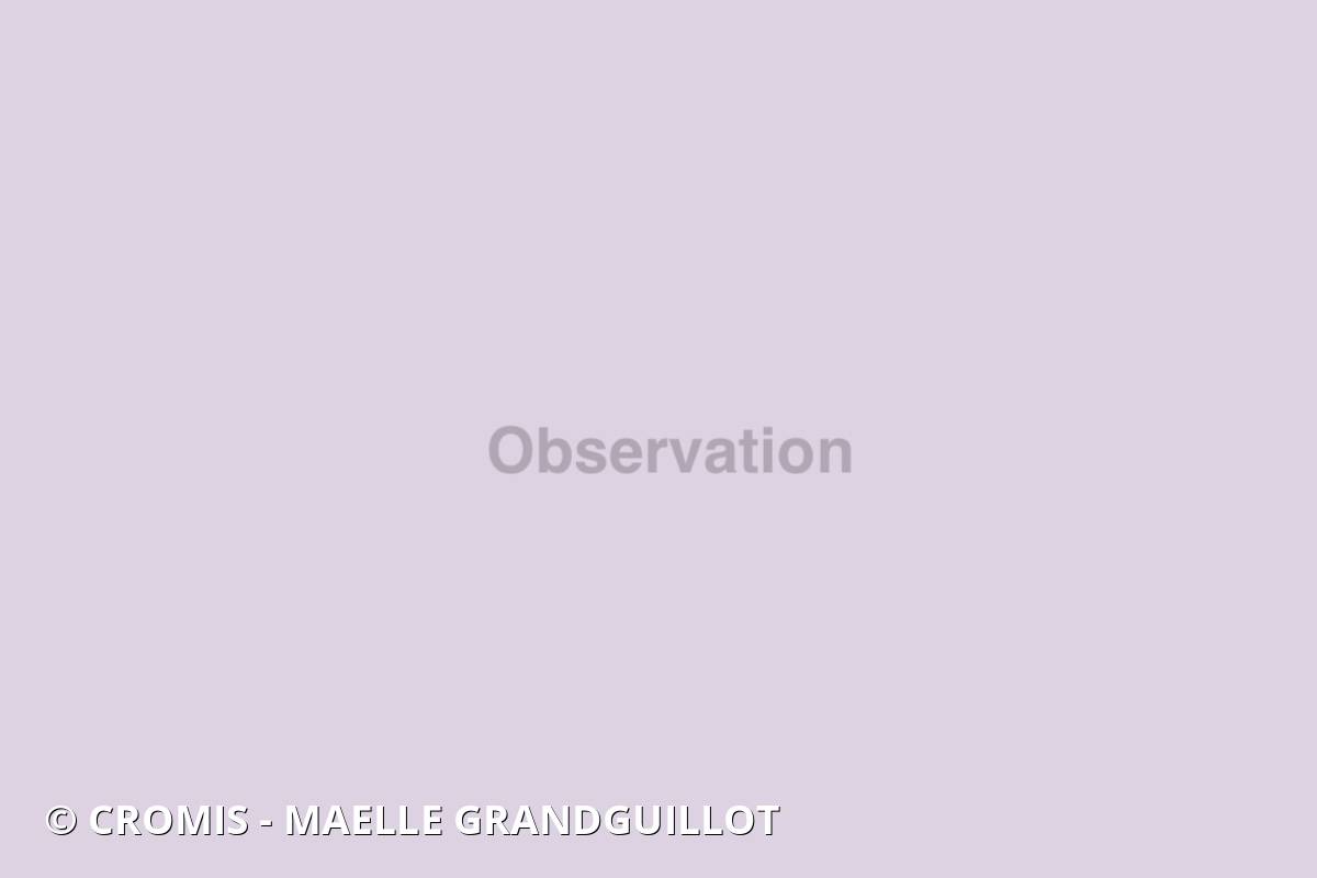 Etrille commune