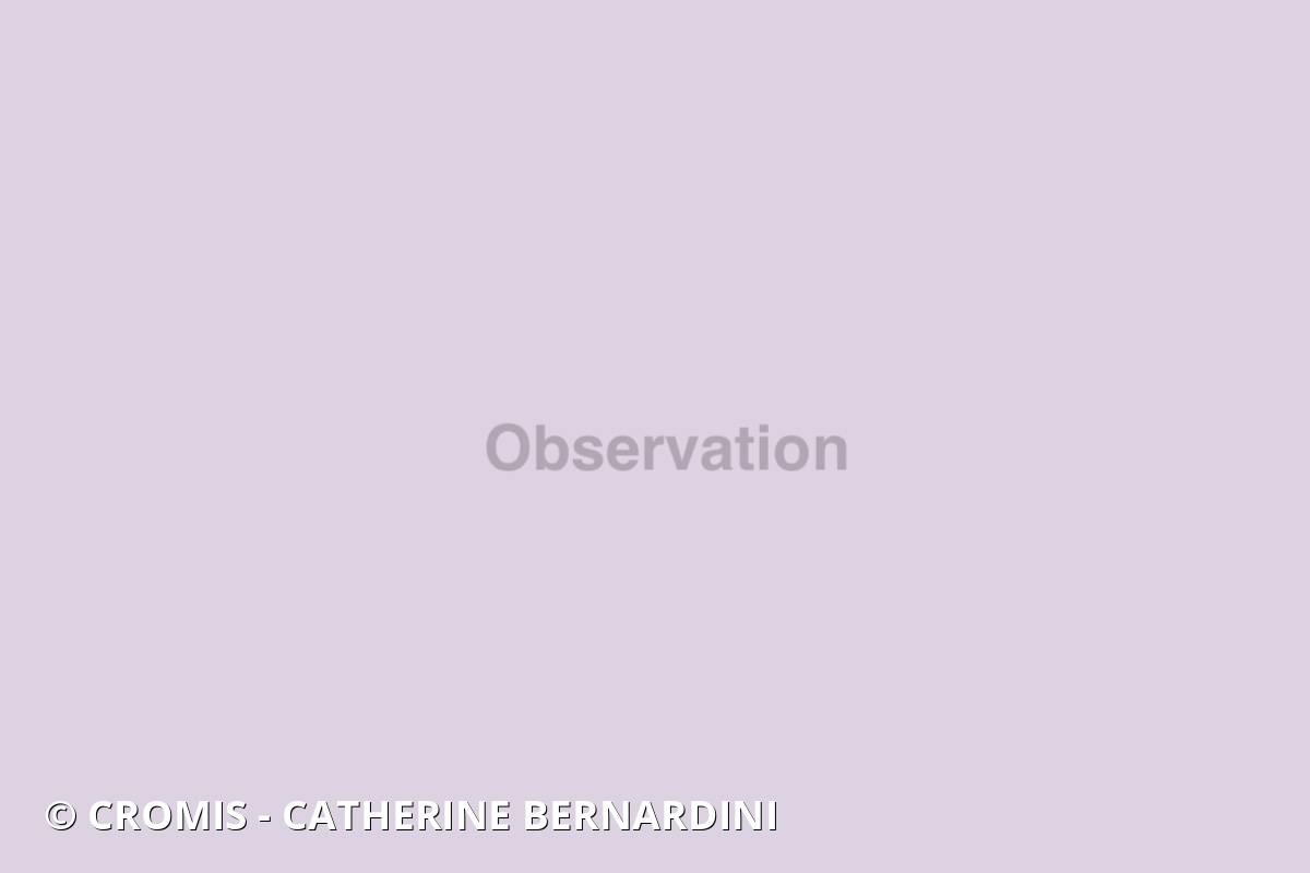 Anémone encroûtante brune