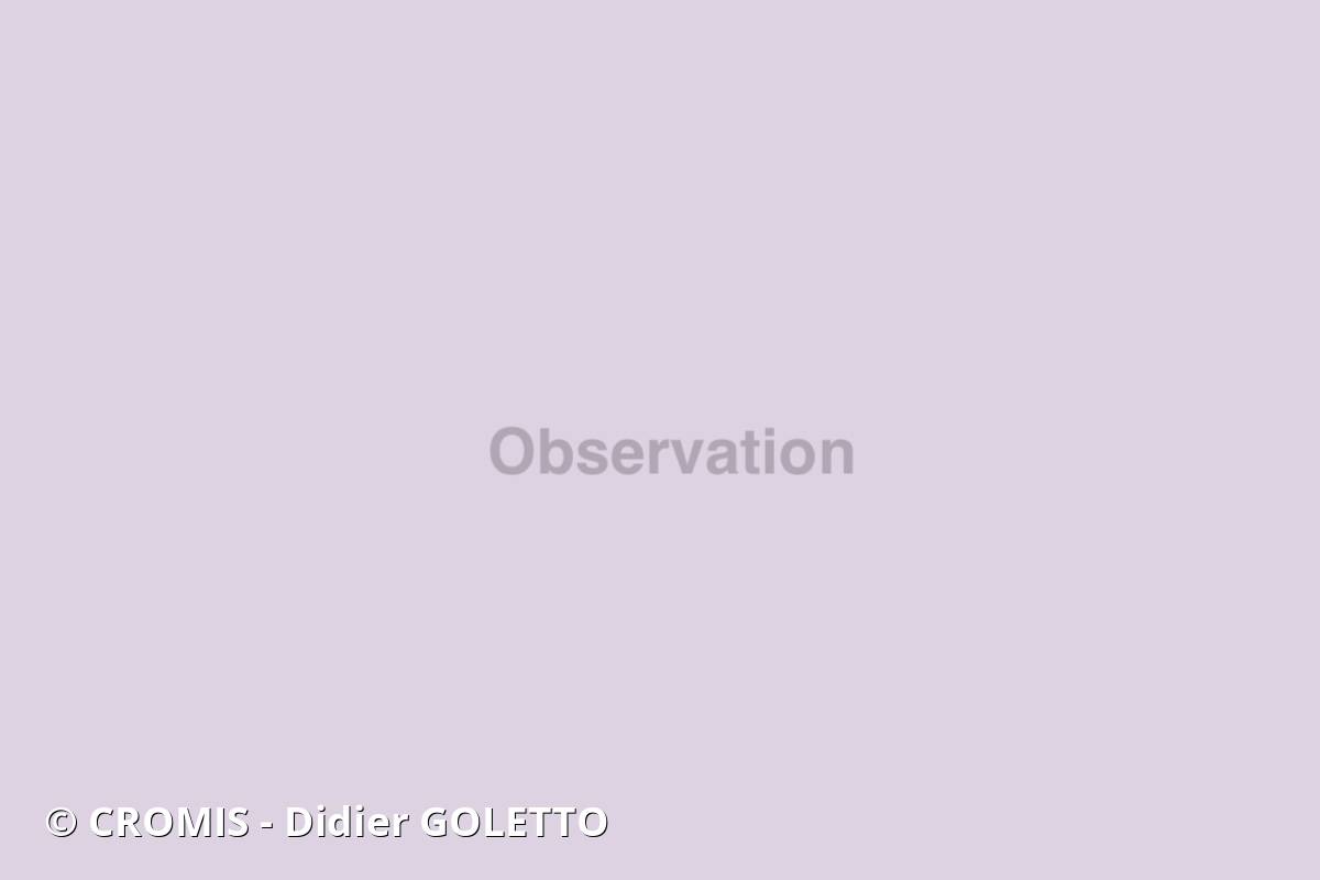 Mérou céleste
