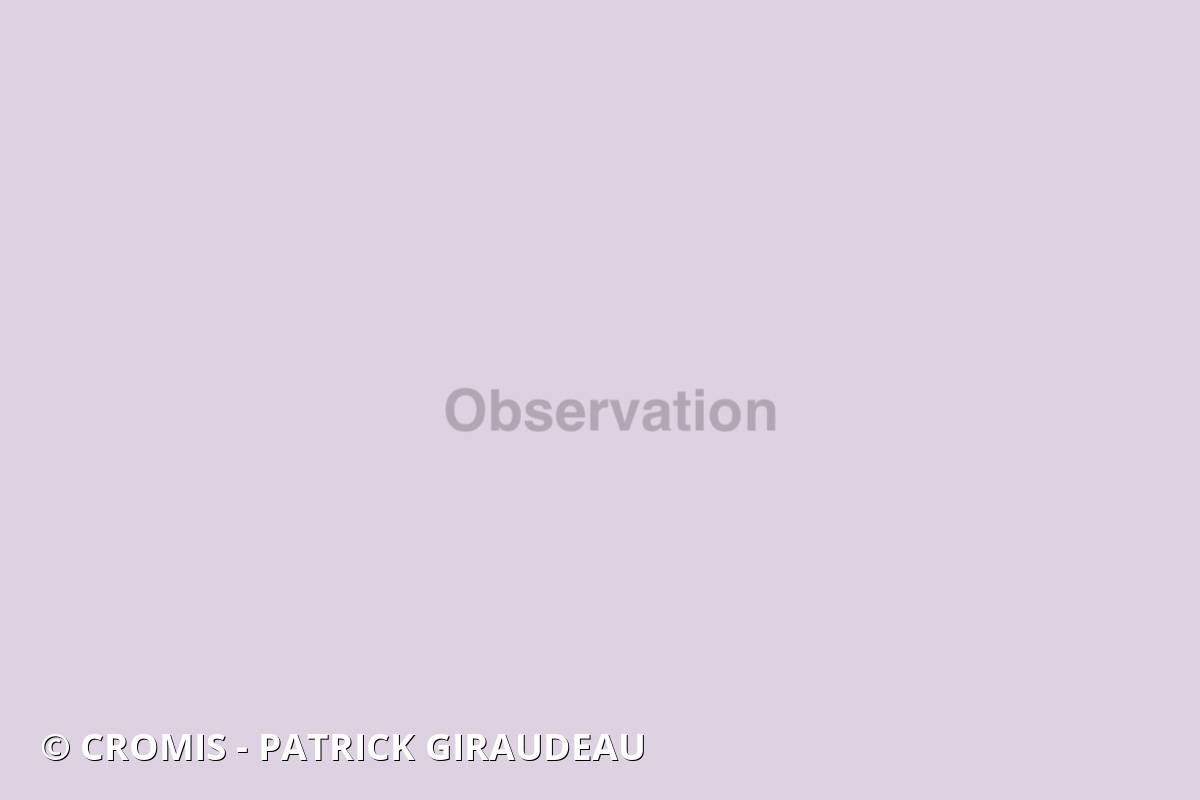 Poisson-grand porc-épic